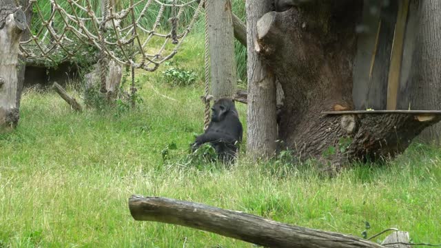 Hungry big gorilla