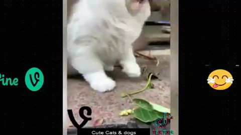 Best Funny Animal Videos Of The 2023 🤣 - Funniest Cats And Dogs Videos 😺😍😂🐶 Funny cat & dog videos 😍