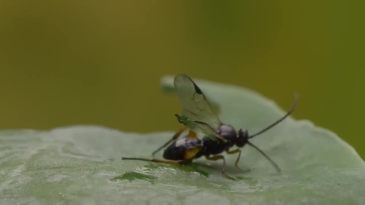 Parasitoid wasps, are the large group of hymenopteran superfamilies