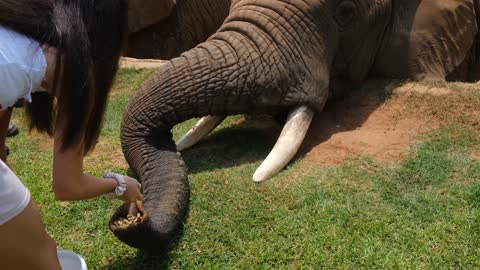 Feeding the Elephant