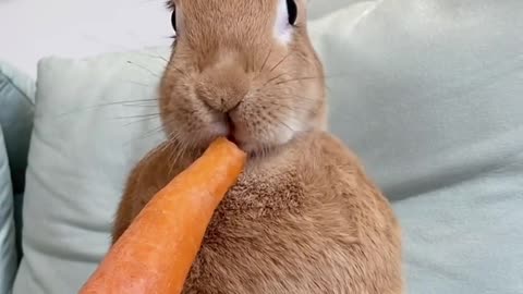 Pet development plan: rabbit is so cute with big gray legs