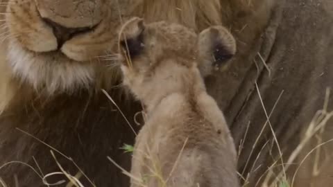 Lion and cubs