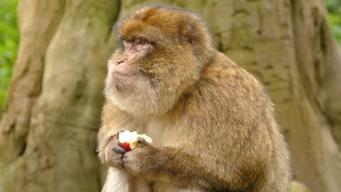 Monkey Eating An Apple 🍎