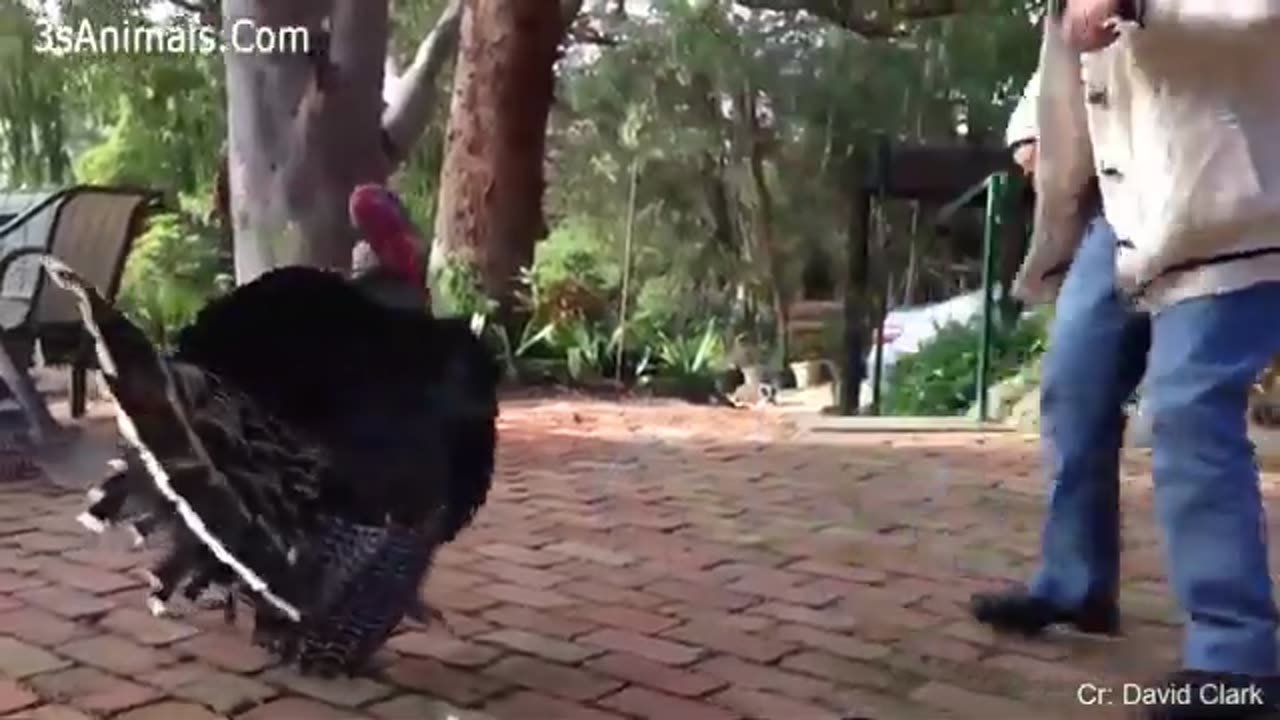 Funny Different Animals Chasing & Scaring People