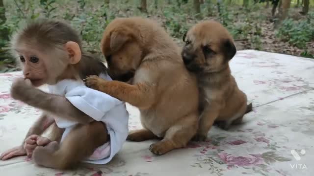 Monkey Puppy Baby || Cute puppies love to play with baby Monkey Sky