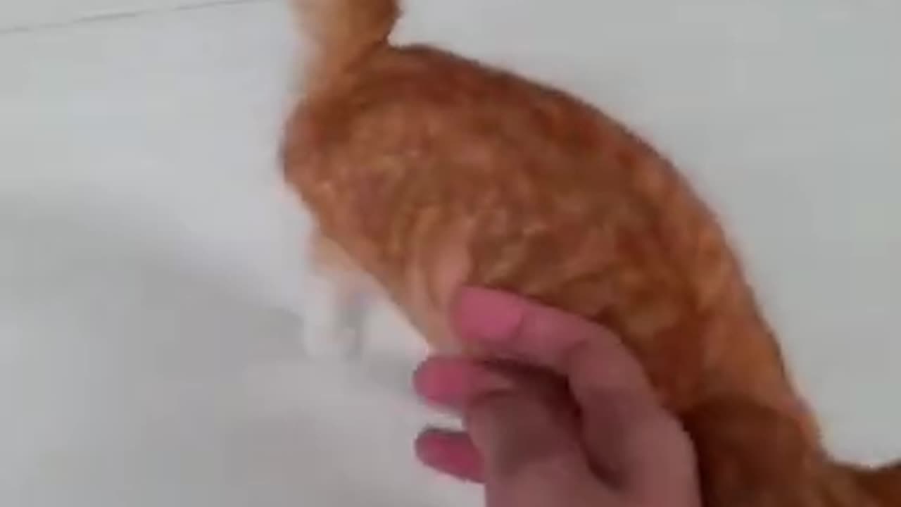 special #101#shorts Lovely cutest animals | Cute Animals