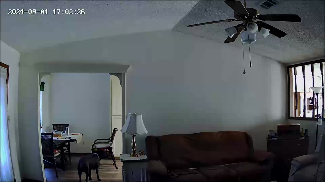 Duke on puppy TV