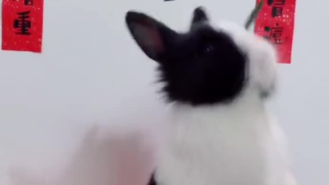 The little guy finally learned congratulations # Bunnies