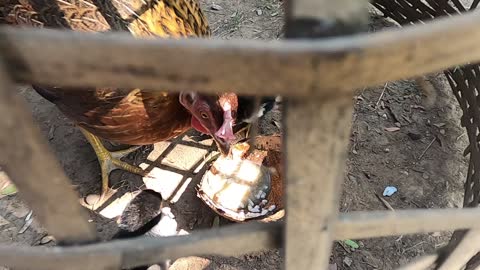 Two little chicks get some of their first bites.