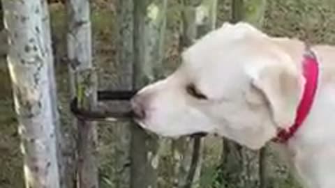 Labrador save itself