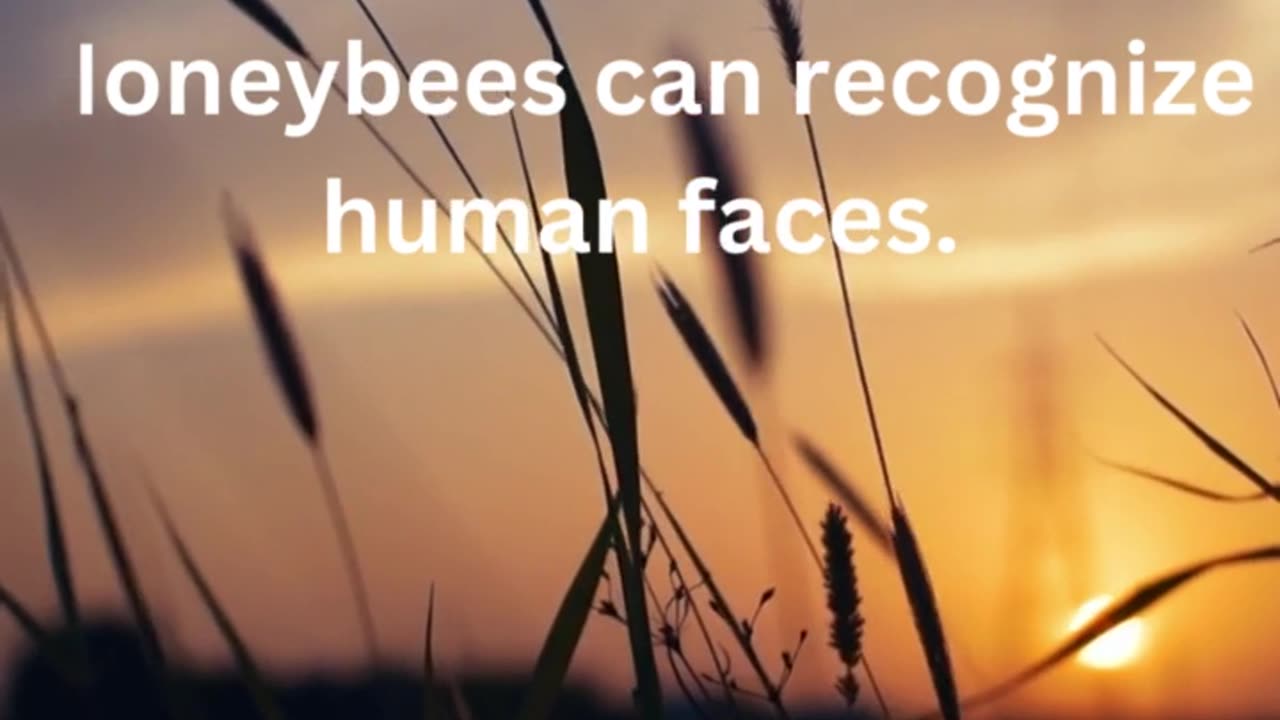 Fun facts