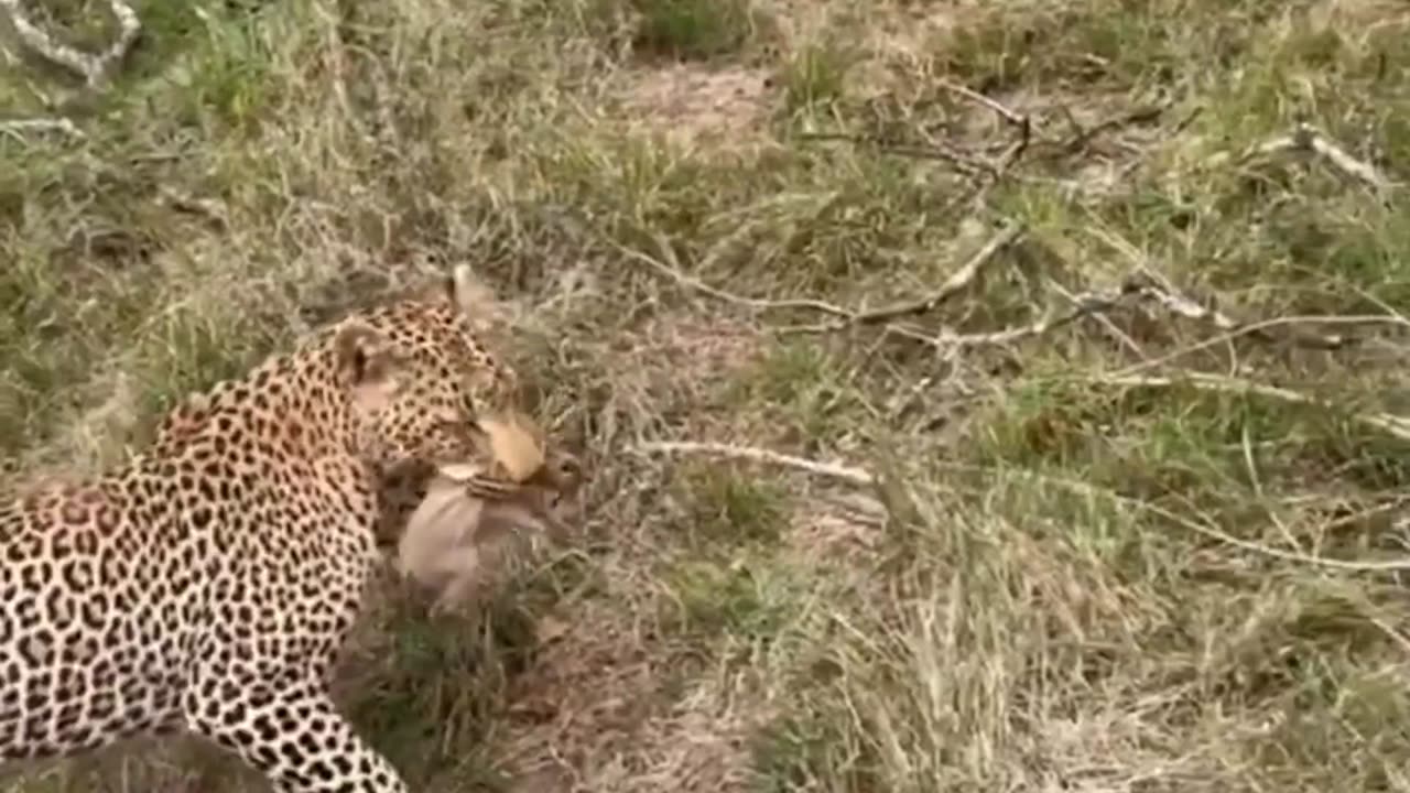 leopard catches its prey and runs away from hyena 😱😱😱