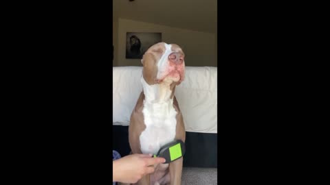 Falling asleep 😔😴#brushing#pitbull#soothing