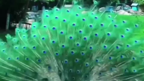 beautiful peacock