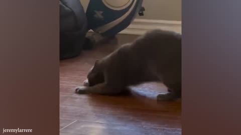 CATS will cheer you up 😂Funny Cats Videos 2023