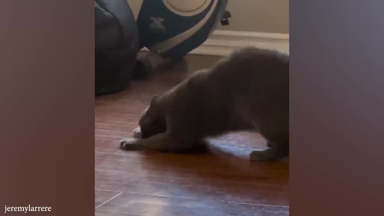 CATS will cheer you up 😂Funny Cats Videos 2023