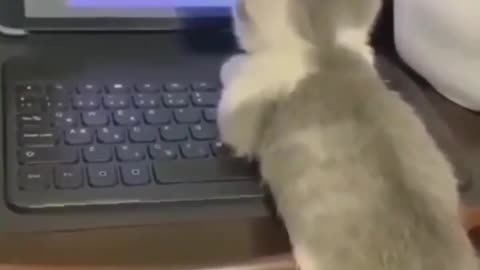 Cat love to watch tom and jerry cartoon 😂😂😂