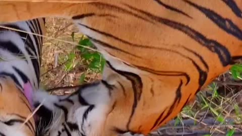 Wildlife & Funs