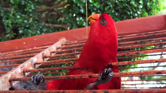 what kind of bird is that 😍 bird lovers where are you?!