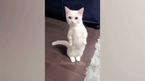 All the fun activities of cats