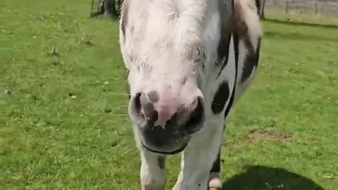Donkey and Baby Goat