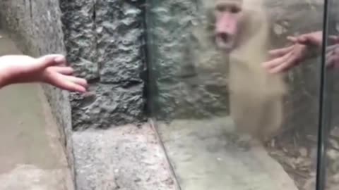 Funny animal reaction to magic