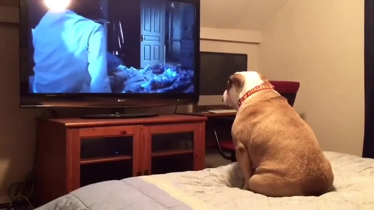Bulldog watches horror movie, does something incredible during scary scene