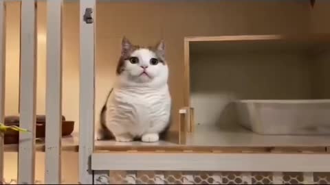 Cat cute