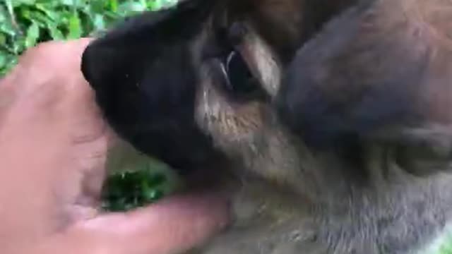 Playtime with a Cute German Shepherd Puppy.