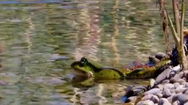 Snake eats frog😱#wildanimals #snake #frog #animals(6)