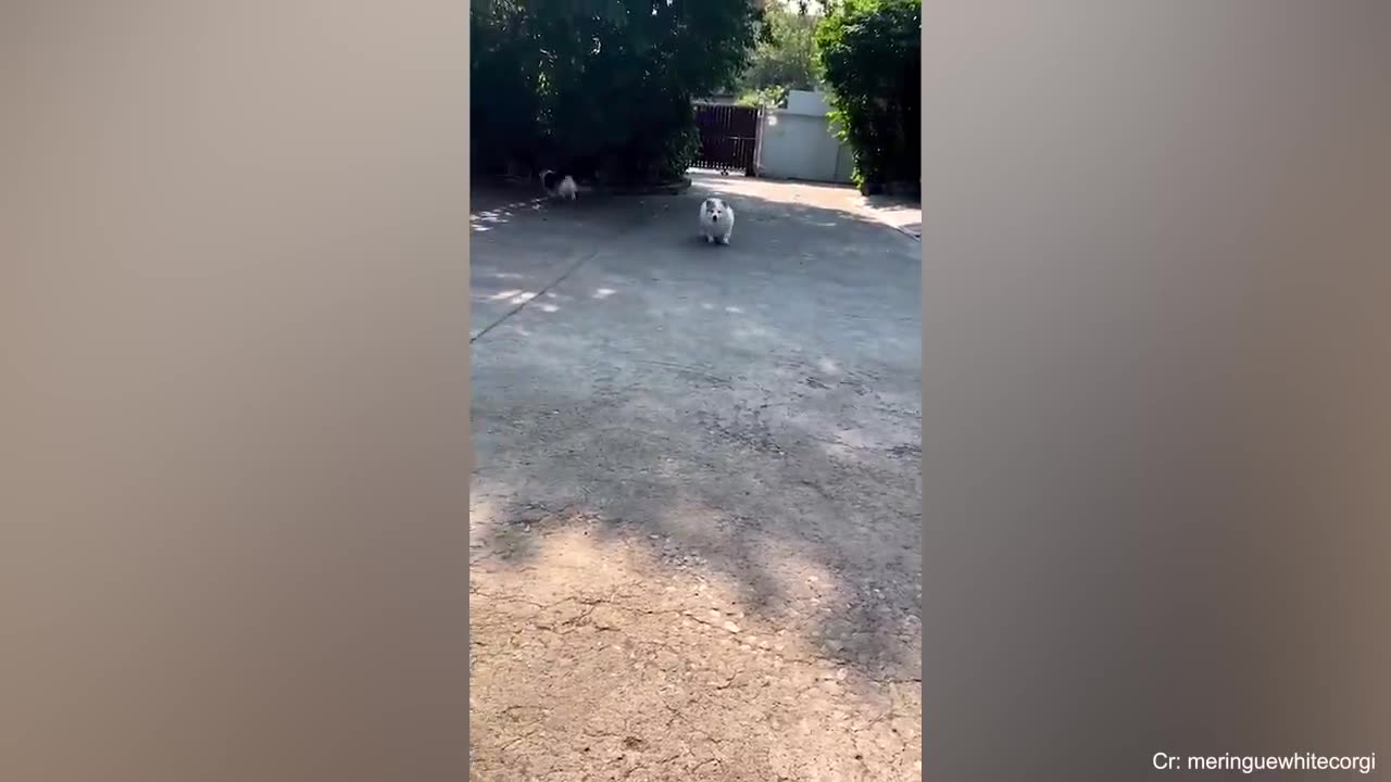 This dog got my butt wet I can't stop laughing