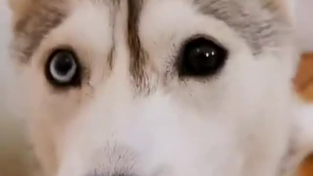 Cute puppy's Dog Videos