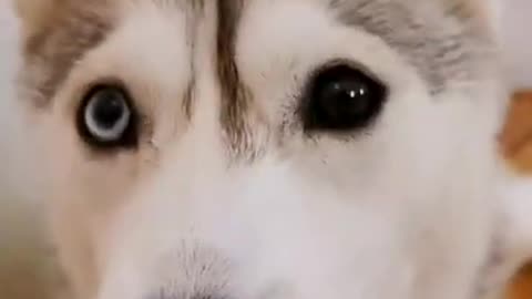 Cute puppy's Dog Videos