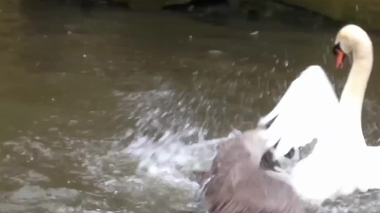 Trumpeter Showdown: White vs. Black in a Feathery Face-Off