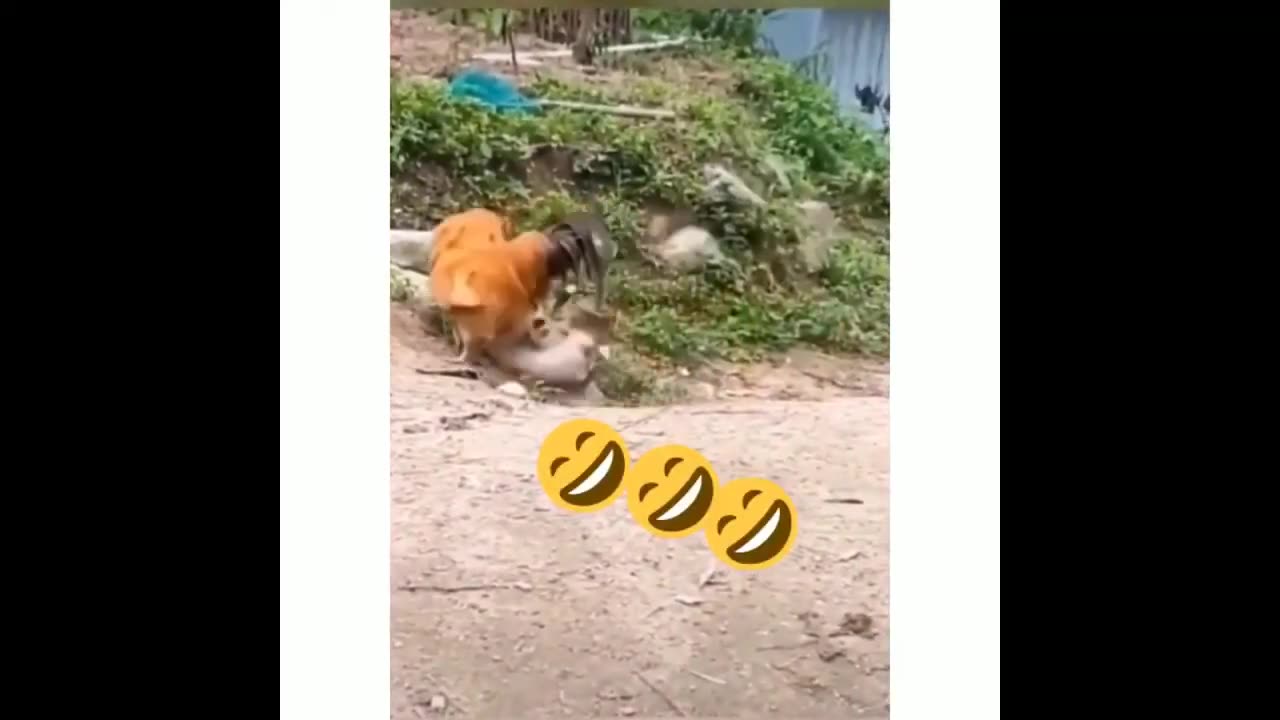 Funny animals - funniest animals 🐧 - best of the 2024 funny animal videos 😁 Part 1