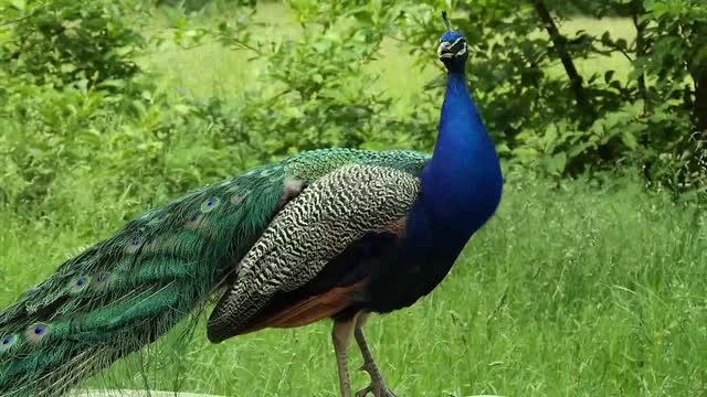 Peacock Dance Display - Peacocks Opening Feathers HD & Bird Sound