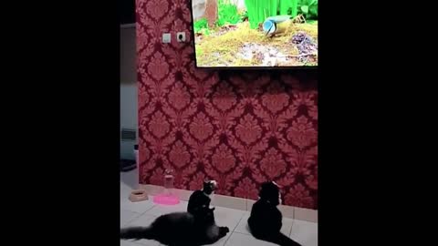 TV time for cats