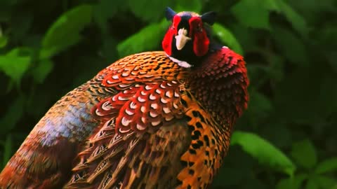 Pheasant in nature