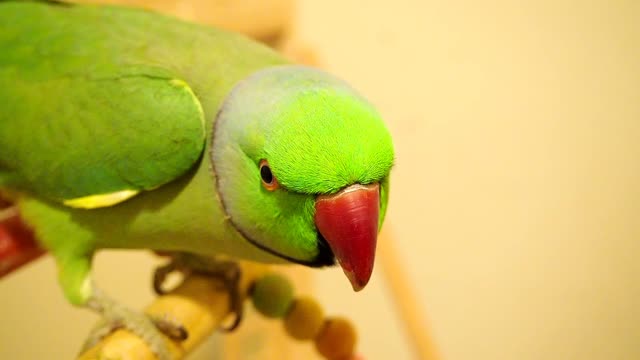 Shaun the parrot talking , indian ringneck speaking punjabi, some english, whistling