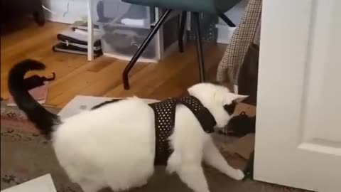 Funny Animals