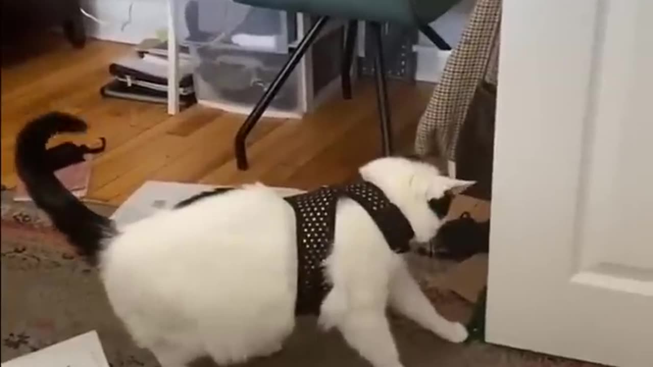 Funny Animals