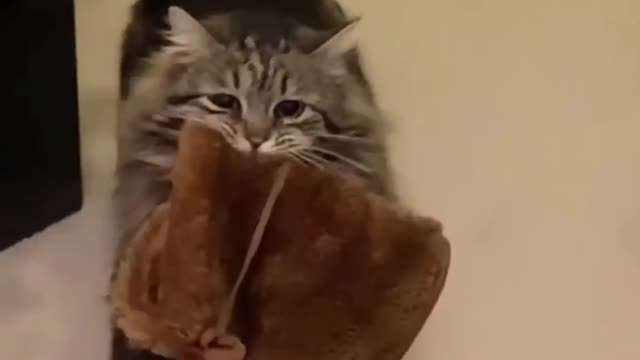 😻 Funny Cat Compilation 😻/Funny And Cute Cat Video/2022#