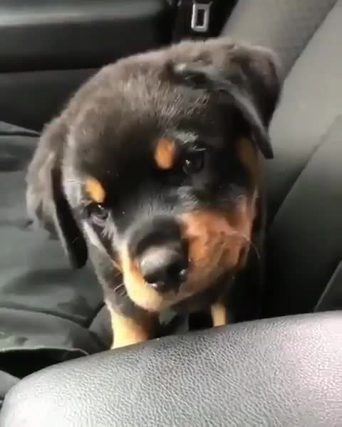 Pets, cats, dogs, and much more.