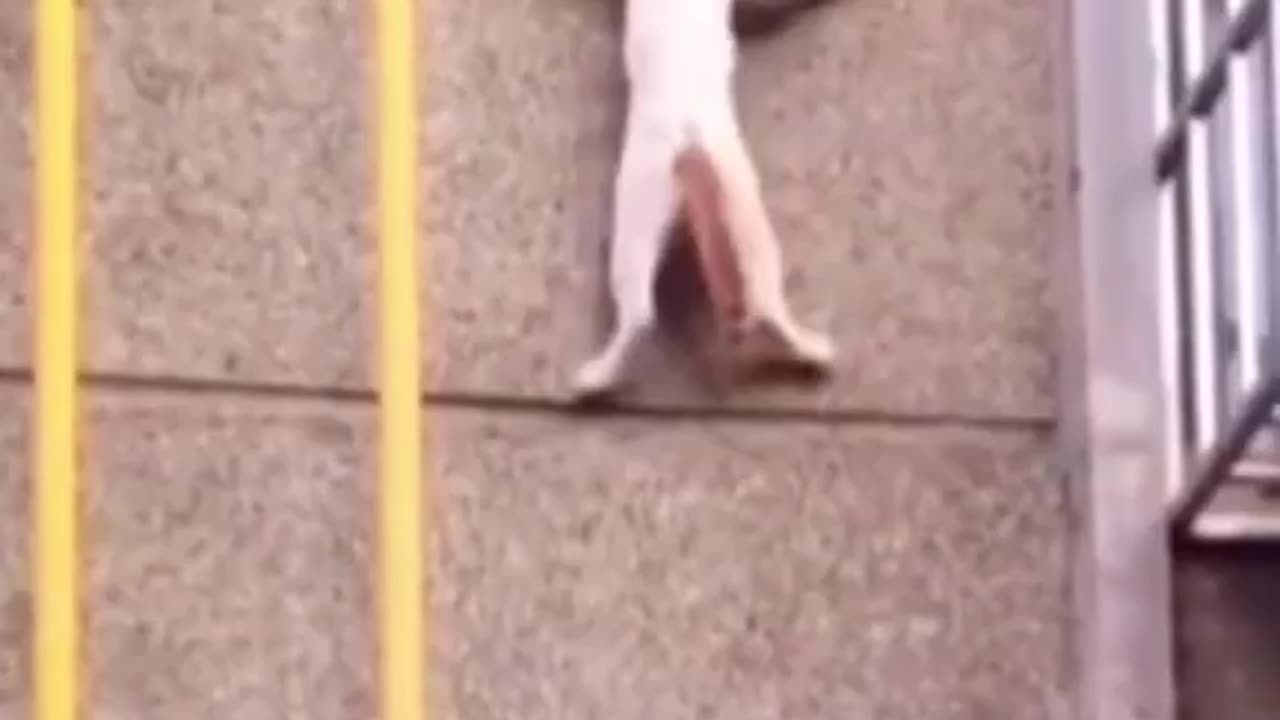 laughter n fun cat