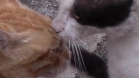 Funny Cat Video