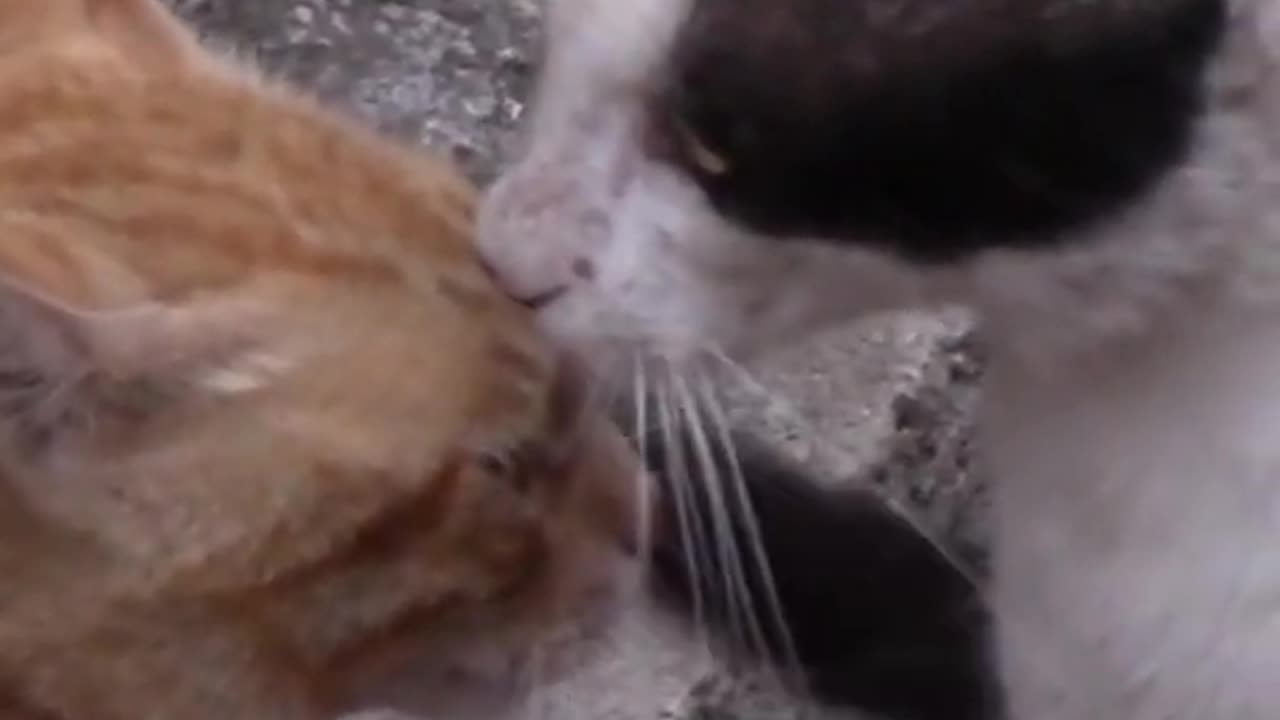 Funny Cat Video
