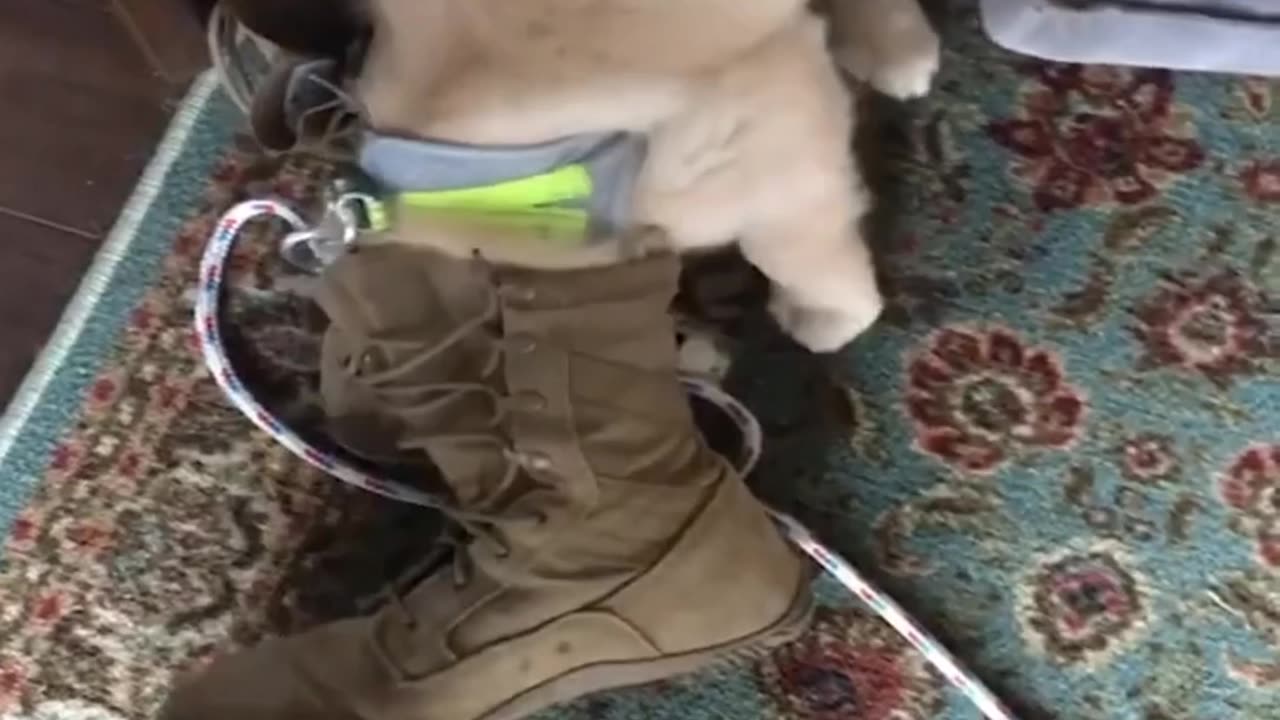 Cute Funny Puppy video 😂