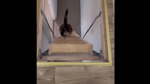Funny cats and dogs 2024