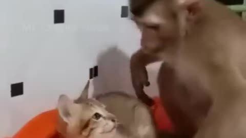 Cat and money comedy