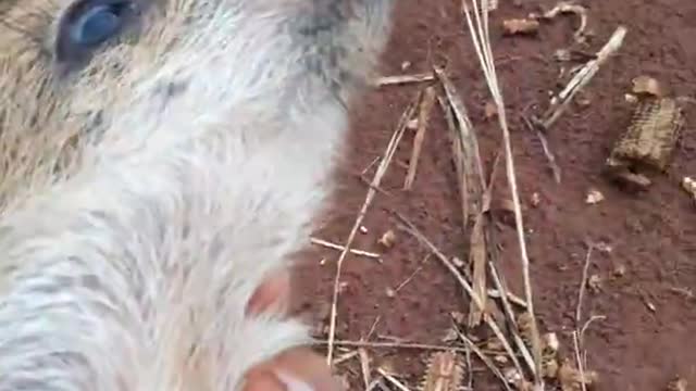 white-lipped peccary